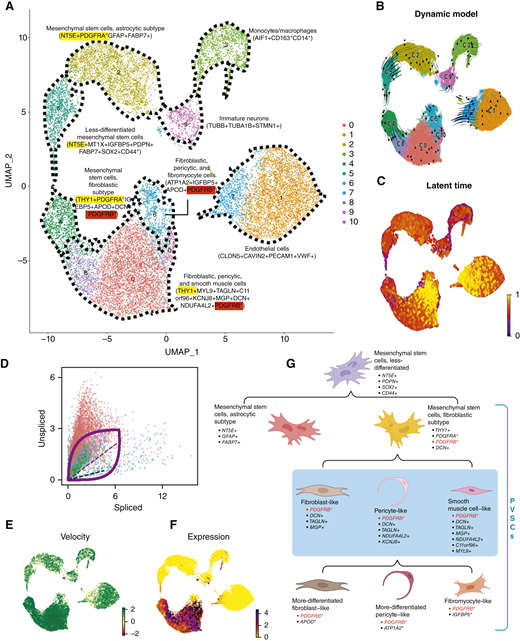 PDGFRB is a marker and potential driver gene of PVSCs. A, Uniform Manifold Approximation and Projection (UMAP) generated from r-clustering the MSC cluster and contiguous cell clusters. B, Velocyto (37) dynamic modeling. C, Velocyto (37) latent time analysis. D, Scatter plot of spliced and unspliced mRNA in cells. PDGFRB is a putative driver gene that is induced transcriptionally during the MSC, fibroblastic subtype stage [green, as corresponds to the original UMAP in (A)] through the intermediate fibroblastic, pericytic, and smooth muscle cell stages (red and purple) until it is downregulated in the fibroblastic, pericytic, and fibromyocyte cell stages (blue). E, UMAP visualization of PDGFRB velocity. PDGFRB velocity is highest in the MSC, fibroblastic subtype cluster. F, UMAP visualization of PDGFRB expression. G, Schematic of proposed differentiation and potential dedifferentation of MSCs into different perivascular cell states.