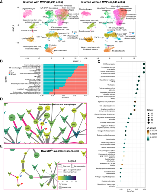 MVP is associated with changes in immune cell infiltration and immunosuppression. A, Uniform Manifold Approximation and Projection (UMAP) visualization of the cellular composition of gliomas with (33,295 cells) and without MVP (42,846 cells). B, Stacked bar plot showing the proportion of cells contributed by “MVP” and “No MVP” patient tumors for each cell population in (A). The dashed lines represent the 25.0%/75.0% marks. C, Top enriched biological processes in PVSCs in gliomas with and without MVP, which include ECM/structure organization, external encapsulating structure organization, and negative regulation of immune system processes. D, Signal transduction network of brain-resident perivascular macrophages associated with MVP. Blue arrows represent receptors of brain-resident perivascular macrophages, and red arrows represent ligands of PVSCs. The “edge cost” represents the probability of a functional interaction between two genes, and the “node prize” represents cell-specific gene activity. E, Signal transduction network of HLA-DRAlo suppressive monocytes associated with MVP. Blue arrows represent receptors of brain-resident perivascular macrophages, and red arrows represent ligands of PVSCs. The “edge cost” represents the probability of a functional interaction between two genes, and the “node prize” represents cell-specific gene activity. cDC2, classic type 2 dendritic cells; Treg, regulatory T cells.