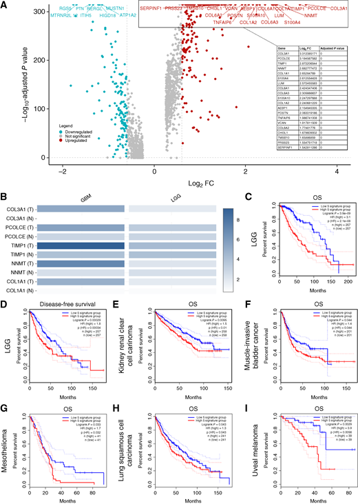 The signature of MVP-associated PVSCs correlates with OS in LGG as well as other solid tumors. A, Volcano plot showing the top differentially upregulated and downregulated genes in PVSCs with and without MVP. B, Expression levels of the top five DEGs in the TCGA-GBM, TCGA-LGG, and Genotype-Tissue Expression (GTEx) databases obtained using GEPIA2. Generally, COL3A1, PCOLCE, TIMP1, NNMT, and COL1A1 are more highly expressed in GBM than LGG and the least expressed in normal tissues. C, The gene signature created from the top five DEGs in (A) showed a significant difference in OS in the TCGA-LGG cohort (P = 3.9 × 10−9, log-rank test). D, The gene signature created from the top five in (A) showed a significant difference in disease-free survival in the TCGA-LGG cohort (P = 0.00029, log-rank test). E, The gene signature created from the top five DEGs in (A) showed a significant difference in OS in the TCGA clear cell renal cell carcinoma cohort (P = 0.0095, log-rank test). F, The gene signature created from the top five DEGs in (A) showed a significant difference in OS in the TCGA muscle-invasive bladder cancer cohort (P = 0.044, log-rank test). G, The gene signature created from the top five DEGs in (A) showed a significant difference in OS in the TCGA mesothelioma cohort (P = 0.033). H, The gene signature created from the top five DEGs in (A) showed a significant difference in OS in the TCGA squamous cell carcinoma of the lung cohort (P = 0.043, log-rank test). I, The gene signature created from the top five DEGs in (A) showed a significant difference in OS in the TCGA uveal melanoma cohort (P = 0.0029, log-rank test). FC, fold change.