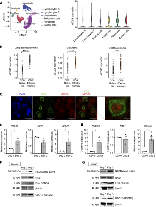 NEDD8 expression is upregulated during the activation and differentiation into effector memory TILs. A, Uniform Manifold Approximation and Projection (UMAP) plot of immune and nonimmune cell populations generated by analyzing publicly available scRNA-seq data of patients with lung cancer (left). Violin plots showing NEDD8 expression in the different immune and nonimmune cell populations associated with lung cancer microenvironment (right). B, Dot plots showing the mean expression levels of NEDD8 in 5-cell interactions (n = 50) across the indicated types of cancer and phenotypes. Cells with zero expression of NEDD8 were not considered in this analysis. C, Representative immunofluorescence images showing NEDD8 expression in mouse CD3+ TILs (n = 3, scale bar = 10 μm; scale bar for zoomed image = 2 μm). D, Relative RNA expression levels of NEDD8, Ube2m, and Nae1 in mouse primary CD8+ T cells upon activation with anti-CD3 and anti-CD28 antibodies, at the indicated timepoints, measured by RT-qPCR using Rplp0 as housekeeping gene (n = 3, each sample was assessed in triplicate). E, Relative RNA expression levels of NEDD8, UBE2M, and NAE1 in human primary CD8+ T cells upon activation with anti-CD3 and anti-CD28 antibodies, at the specified timepoints, measured by RT-qPCR, using 18S as housekeeping gene (n = 4, two independent experiments, each sample was assessed in triplicate). F, Western blot showing the expression of NEDDylated cullins, NAE1, free NEDD8, β-actin, and UBC12 (UBE2M) in mouse CD8+ T cells, under the described activation conditions (n = 3, two independent experiments). The same membrane was sequentially probed and developed after each incubation with the following antibodies: 1°, anti-NAE1 (top half membrane)/anti-UBC12 (bottom half membrane); 2°, anti–β-actin; 3°, anti-NEDD8. The loading control was run on the same blot as the experimental samples. G, Western blot showing the expression of NEDDylated cullins, NAE1, free NEDD8, β-actin, and UBC12 (UBE2M) in human primary CD8+ T cells under the indicated activation conditions (n = 3, two independent experiments). Two separate membranes were used. The first membrane was sequentially probed and developed after each incubation with the following antibodies: 1°, anti-NAE1; 2°, anti-NEDD8; and 3°, anti–β-actin. A second membrane, loaded with the same protein samples, was used to detect: 1°, UBC12; 2°, β-actin. In both membranes, the loading control was run on the same blot as the experimental samples. Data represented as the mean ± SEM, and analyzed using an unpaired t test. *, P ≤ 0.05; ***, P ≤ 0.001; ****, P ≤ 0.0001.