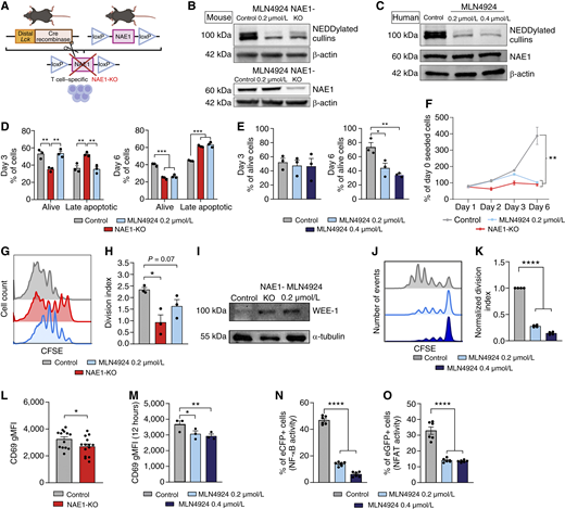 NEDDylation promotes the survival and proliferation of CD8+ T cells. A, Schematic representation of the generation of T cell–specific NAE1-KO mouse model. B, Western blot showing the reduction of NEDDylated cullins as a result of the deletion of NAE1 or the pharmacologic inhibition with MLN4924 in mouse CD8+ T cells activated for 3 days (n = 5, four independent experiments). Two separate membranes were used. The first membrane was sequentially probed and developed after each incubation with the following antibodies: 1°, anti-NEDD8; 2°, anti–β-actin. A second membrane, loaded with the same protein samples, was sequentially probed and developed after each incubation with the following antibodies: 1°, anti-NAE1; 2°, anti–β-actin. In both membranes, the loading control was run on the same blot as the experimental samples. C, Western blot showing the reduction of NEDDylated cullins as a result of the pharmacologic inhibition with MLN4924 in CD8+ T cells at the defined doses and activated for 3 days (n = 5, four independent experiments). The same membrane was sequentially probed and developed after each incubation with the following antibodies: 1°, anti-NAE1; 2°, anti-NEDD8; 3°, anti–β-actin. The loading control was run on the same blot as the experimental samples. D, Percentage of alive (7AAD− annexin V−) and late apoptotic (7AAD+ annexin V+) mouse CD8+ T cells at day 3 (left) and day 6 (right) of activation (n = 3, unpaired parametric t test). E, Percentage of alive human CD8+ T cells (DAPI-negative) at day 3 (left) and day 6 (right) of activation, treated with MLN4924 at the specified doses and analyzed by flow cytometry (n = 3, ordinary one-way ANOVA). F, Percentage of increase in cell count of mouse CD8+ T cells, at the defined timepoints, in control, NAE1-KO or MLN4924-treated CD8+ T cells (n = 3, unpaired parametric t test). G, Representative histograms showing the proliferation of control, NAE1-KO, or MLN4924-treated mouse CD8+ T cells, measured by a CFSE dilution assay at day 3 of activation (n = 3). H, Division index corresponding to the CFSE dilution assay shown in (G)(n = 3, unpaired parametric t test). I, Western blot showing the protein levels of WEE-1 and α-tubulin in control, NAE1-KO, and MLN4924-treated mouse CD8+ T cells, activated for 3 days (n = 4, two independent experiments). The same membrane was sequentially probed and developed after each incubation with the following antibodies: 1°, anti-WEE-1; 2°, anti-β-ACTIN. The loading control was run on the same blot as the experimental samples. J, Representative histograms showing the proliferation of control and MLN4924-treated human CD8+ T cells, measured by a CFSE dilution assay at day 5 of activation (n = 4). K, Division index corresponding to the CFSE dilution assay shown in (I) (n = 4, ordinary one-way ANOVA). L, CD69 expression measured by flow cytometry (gMFI) at day 3 of activation in control (n = 13) and NAE1-KO (n = 14) CD8+ T cells (four independent experiments, unpaired parametric t test. M, CD69 expression measured by flow cytometry (gMFI) 12 hours after activation in control and NAE1-KO CD8+ T cells (ordinary one-way ANOVA. N, NF-κB activity measured in Jurkat TPR cells treated with MLN4924 at the indicated doses, upon activation with anti-CD3 and anti-CD28 for 1 day, and analyzed by flow cytometry (n = 6, two independent experiments, ordinary one-way ANOVA). O, NFAT activity measured in Jurkat TPR cells in the same conditions as in (J) (n = 6, two independent experiments, ordinary one-way ANOVA). Data are represented as the mean ± SEM. *, P ≤ 0.05; **, P ≤ 0.01; ***, P ≤ 0.001; ****, P ≤ 0.0001. gMFI, geometric mean fluorescence intensity.