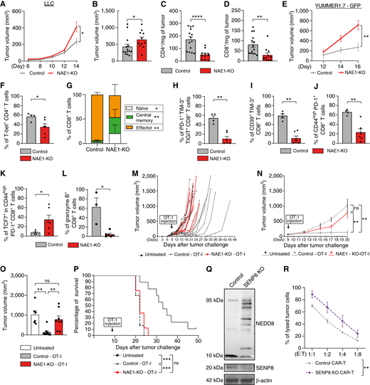 Deletion of NAE1 accelerates tumor growth and decreases the number of TILs, impairing their differentiation into effector CD8+ cells. A, Mean tumor volume of control (n = 14) and NAE1-KO (n = 11) mice after the subcutaneous injection of the LLC tumor cell line (three independent experiments, unpaired nonparametric Mann–Whitney test). B, Tumor volume measurement of control (n = 14) and NAE1-KO (n = 11) mice at endpoint day after subcutaneous injection of the LLC tumor cell line (unpaired nonparametric Mann–Whitney test). C, Absolute number of CD4+ T cells per milligram of tumor at endpoint day in control (n = 14) and NAE1-KO (n = 11) mice after subcutaneous injection of the LLC tumor cell line, analyzed by flow cytometry (unpaired nonparametric Mann–Whitney test). D, Absolute number of CD8+ T cells per milligram of tumor, in the same conditions as in (C). E, Mean tumor volume of control (n = 11) and NAE1-KO (n = 12) mice after the subcutaneous injection of YUMMER 1.7-GFP tumor cell line (two independent experiments, unpaired nonparametric Mann–Whitney test). F, Percentage of T-bet+ CD4+ T cells (unpaired nonparametric Mann–Whitney test). G, Intratumoral CD8+ T-cell phenotype of control (n = 4) and NAE1-KO (n = 6) mice analyzed by flow cytometry (effector: CD44+ CD62L−; central memory: CD44+ CD62L+; naïve: CD44− CD62L+, unpaired nonparametric Mann–Whitney test). H, Percentage of intratumoral CD8+ T cells triple-positive for PD-1, TIM-3, and TIGIT (unpaired nonparametric Mann–Whitney test). I, Percentage of intratumoral CD8+ T cells double-positive for CD39 and TIM-3 (unpaired nonparametric Mann–Whitney test). J, Percentage of intratumoral CD8+ T cells double-positive for CD44high and PD-1 (unpaired nonparametric Mann–Whitney test). K, Percentage of TCF7+ cells in intratumoral CD8+ T cells double-positive for CD44high and PD-1 (unpaired nonparametric Mann–Whitney test). L, Percentage of granzyme B+ intratumoral CD8+ T cells (unpaired nonparametric Mann–Whitney test). M, Individual tumor development of untreated (discontinuous black, n = 6), control-OT-I (gray, n = 9), or NAE1-KO-OT-I (red, n = 8) treated mice. Tumor growth was measured at the indicated timepoints (two independent experiments). N, Mean tumor development of untreated (n = 6), control-OT-I (n = 9), or NAE1-KO-OT-I (n = 8)–treated mice between OT-I injection day and day 20, when the first mouse reached endpoint (two independent experiments, one-way ANOVA–Kruskal–Wallis test). O, Mean tumor volume measured in the previously indicated groups at day 20 (one-way ANOVA–Kruskal–Wallis test). P, Kaplan–Meier survival analysis of the specified groups (log-rank Mantel–Cox test). Q, Western Blot showing the expression of NEDDylated proteins in control (hAAVS1 KO as safe harbor gene) and SENP8 KO CD8+ T cells (n = 4, two independent experiments). The same membrane was sequentially probed and developed after each incubation with the following antibodies: 1°, anti-NEDD8; 2°, anti–β-actin; 3°, anti-SENP8. The loading control was run on the same blot as the experimental samples. R, Percentage of lysis of RAMOS-ZsGreen cells cocultured with human SENP8-KO CD8+ CAR T cells. Cytotoxicity assay was performed for 24 hours at the indicated effector (T cell) to target (tumor cell) ratios (E:T ratios). (n = 2, two-way ANOVA). Data are represented as the mean ± SEM. *, P ≤ 0.05; **, P ≤ 0.01; ***, P ≤ 0.001; ****, P ≤ 0.0001; ns, not significant.