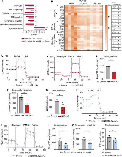 Deletion or inhibition of NAE1 in activated CD8+ T cells impairs key metabolic pathways. A, Impaired pathways in NAE1-KO and MLN4924-treated CD8+ T cells activated for 3 days, in comparison with control cells. Z-score and P values are obtained by the IPA software (n = 4 per condition, Fisher exact test). B, Heatmap showing row-normalized dysregulated proteins in metabolic pathways (glycolysis, HIF-1α signaling, and oxidative phosphorylation) comparing NAE1-KO and MLN4924-treated CD8+ T cells with control CD8+ T cells. (n = 4 per condition). C, Representative scheme for extracellular acidification rate (ECAR) measurement in control and NAE1-KO activated mouse CD8+ T cells, activated for 3 days and measured using Agilent Seahorse XF Cell Glycolytic Rate Assay Kit (one mouse represented per condition, total n = 3). D, Representative scheme for oxygen consumption rate (OCR) measurement in control and NAE1-KO mouse CD8+ T cells, activated for 3 days and measured with Agilent Seahorse XF Cell Mito Stress Test Kit (one mouse represented per condition, total n = 3). E, Basal glycolysis and (F) compensatory glycolysis expressed as the glycolytic proton efflux rate (GlycoPER, unpaired parametric t test). G, Basal respiration, expressed as OCR measurement (unpaired parametric t tests). H, Representative scheme for ECAR measurement in control and MLN4924-treated human CD8+ T cells, activated for 3 days and measured using Agilent Seahorse XF Cell Glycolytic Rate Assay Kit (one healthy donor represented per condition, total n = 4 from two independent experiments). I, Representative scheme for OCR measurement in control and MLN4924-treated activated human CD8+ T cells, activated for 3 days and measured using Agilent Seahorse XF Cell Mito Stress Test Kit (one healthy donor represented per condition, total n = 3). J, Basal glycolysis and (K) compensatory glycolysis expressed as the GlycoPER (paired parametric t test). L, Basal respiration expressed OCR measurement (paired parametric t test). Data are represented as the mean ± SEM. *, P ≤ 0.05; **, P ≤ 0.01; ***, P ≤ 0.001. Rot/AA, rotenone and antimycin A.