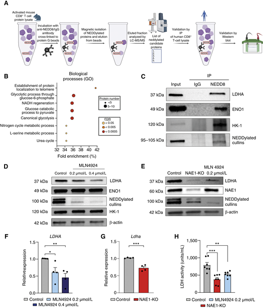 NEDD8 binds to three glycolytic enzymes, affecting the transcript levels, the protein expression, and the activity of LDHA. A, Workflow of the process of validation of new NEDD8 targets. B, Dot plot representing enriched biological processes in the list of NEDD8 targets obtained from proteomics analysis (n = 2, two independent experiments). Data obtained from the Gene Ontology (GO) database. C, Western blot showing immunoprecipitated proteins by the NEDD8 antibody in human CD8+ T cells activated for 3 days. Input and IgG controls are shown (n = 3, three independent experiments). NEDDylated cullins are shown as a positive control. Two separate membranes were used. The first membrane was sequentially probed and developed after each incubation with the following antibodies: 1°, anti-NEDD8 (top half)/anti-ENO1 (bottom half); 2°, anti-HK-1 (top half). A second membrane, loaded with the same protein samples, was probed and developed after incubation with anti-LDH antibody. D, Western blot showing the expression of LDHA, ENO1, and HK-1 in activated human CD8+ T cells treated with MLN4924 at the indicated doses for 3 days (n = 3, two independent experiments). The same membrane was sequentially probed and developed after each incubation with the following antibodies: 1°, anti-HK-1 (top half)/anti-LDHA (bottom half); 2°, anti-NEDD8 (top half)/anti-ENO1 (bottom half); 3°, anti–β-ACTIN. The loading control was run on the same blot as the experimental samples. E, Western blot showing the expression of LDHA in control, NAE1-KO, and MLN4924-treated activated mouse CD8+ T cells after 3 days of culture (n = 5, two independent experiments). The same membrane was sequentially probed and developed after each incubation with the following antibodies: 1°, anti-NAE1; 2°, anti-NEDD8; 3°, anti–β-actin; 4°, anti-LDHA. The loading control was run on the same blot as the experimental samples. F, Relative mRNA expression levels of LDHA in activated human primary CD8+ T cells measured by RT-qPCR using 18S as housekeeping gene after 2 days of culture (n = 4, each sample was assessed in triplicate and analyzed using ordinary one-way ANOVA). G, Relative mRNA expression levels of LDHA in activated mouse primary CD8+ T cells measured by RT-qPCR using 36b4 as housekeeping gene after 2 days of culture (n = 4, each sample was assessed in triplicate and analyzed using an unpaired parametric t test). H, LDH activity measured in supernatants of control, MLN4924-treated, and NAE1-KO CD8+ T cells after 3 days of culture. (n = 7, two independent experiments; unpaired parametric t test). Data are represented as the mean ± SEM. *, P ≤ 0.05; **, P ≤ 0.01; ***, P ≤ 0.001.
