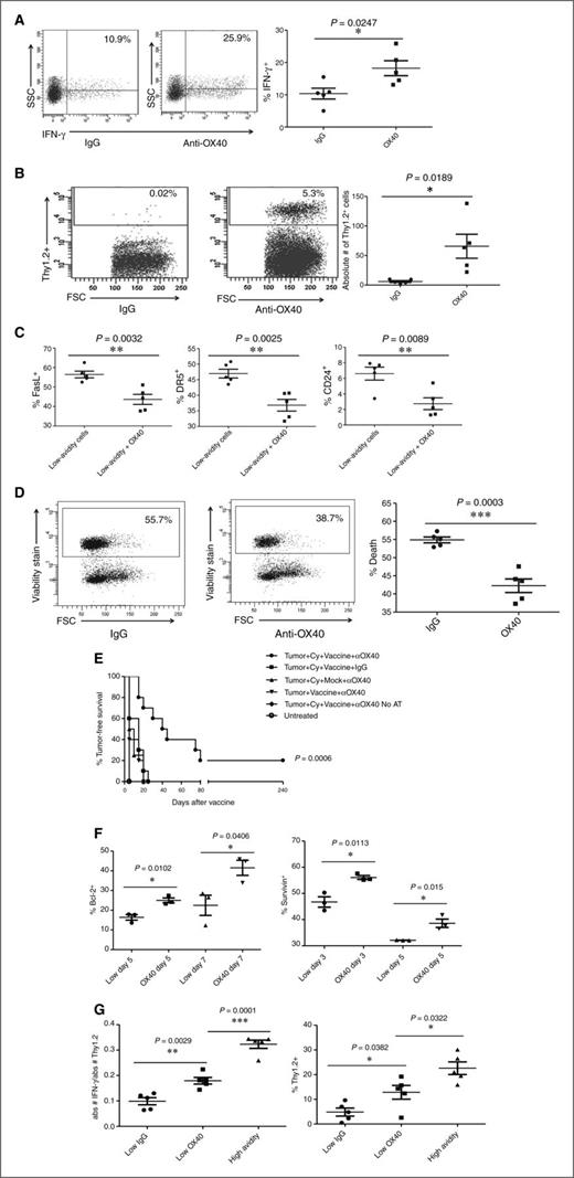 Figure 4. Anti-OX40 agonistic antibody treatment leads to increased function of low-avidity T cells and reduced expression of FasL, DR5, and CD24. Cy- and vaccine-treated neu-N mice were adoptively transferred with low-avidity T cells and also treated with 300 μg of OX40 agonistic antibody or IgG the day of adoptive transfer. OX40 antibody or IgG was also given 3 days following adoptive transfer for trafficking experiments. These experiments were repeated at least three times (n = 3–5 mice/group). A, comparison of IFN-γ production between mice treated with anti-OX40 antibody or IgG. B, comparison of Thy1.2+ T-cell trafficking between mice treated with anti-OX40 antibody or IgG. C, comparison of proapoptotic protein expression between mice treated with or without anti-OX40 antibody. D, cell death comparison between mice treated with anti-OX40 antibody or IgG. E, tumor-free survival comparison between Cy-, vaccine-, and/or anti-OX40 antibody-treated mice, with and without low-avidity adoptive T-cell transfer. P value indicates the difference between the Tumor+Cy+Vacc+OX40 group and the next closest group, Tumor+Cy+Vacc+IgG. F, comparison of Bcl-2 and survivin expression with and without anti-OX40 antibody on days 5 and 7 for Bcl-2 and days 3 and 5 for survivin. G, comparison of low-avidity T-cell activity in mice treated with or without anti-OX40 antibody as compared with high-avidity T-cell activity.