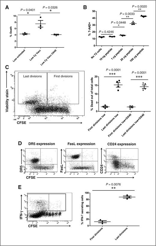 Figure 5. Low-avidity T-cell apoptosis is antigen-dependent in the periphery and the most highly activated T cells are undergoing apoptosis; express high levels of CD24, DR5, and FasL; and secrete IFN-γ. Three days after adoptive transfer, low-avidity T cells were extracted from tumor-bearing, Cy-, and vaccine-treated mice. Cells were stained by incubating at 37°C with 1.5 mmol/L carboxyfluorescein diacetate succinimidyl ester (CFSE) for 8 minutes. Death was assessed by Annexin V and 7-AAD staining. These experiments were repeated at least three times (n = 3–5 mice/group). A, comparison of cell death between low-avidity T cells from tumor-bearing, Cy-treated, and vaccinated neu-N mice with and without anti-OX40 antibody, and untreated mice. B, amount of low-avidity T-cell death over increasing amounts of peptide (20 μg = 17.39 μmol/L). C, comparison of low-avidity T-cell death between early and late divisions. D, demonstration of DR5, FasL, and CD24 expression in divided cells. E, demonstration of IFN-γ secretion in divided cells.