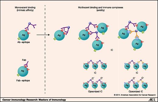 Affinity Enhancement of Antibodies: How Low-Affinity Antibodies ...