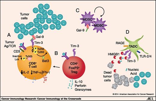 Tim-3: An Emerging Target in the Cancer Immunotherapy Landscape ...
