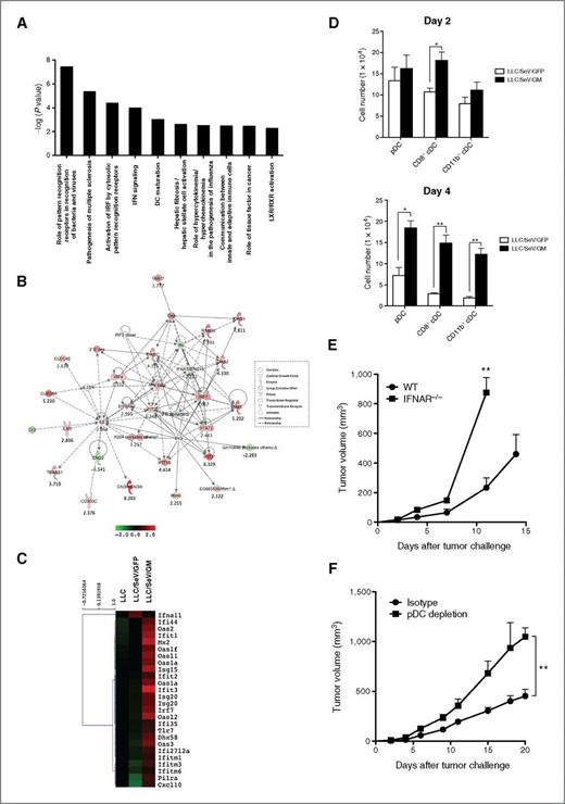 Figure 3. Transcriptome analysis suggested the involvement of type I IFN–related pathways in GM-DCs during GM-CSF–induced antitumor immunity. A, total RNA was isolated from CD86+ DCs in TDLNs from mice inoculated with LLC, LLC/SeV/GFP, or LLC/SeV/GM cells 2 days after the tumor challenge and subjected to cDNA microarray. The top 10 canonical pathways significantly upregulated in GM-DCs, in comparison with those in GFP-DCs, by which a right-tailed Fisher exact test was calculated using the entire dataset. B, IPA was performed using the type I IFN pathway–related genes from the original commonly regulated probes differentially expressed between GFP-DCs and GM-DCs. Differentially expressed genes are indicated in red and green, representing up- and downregulation induced by GM-CSF activation, respectively. A high degree of gene regulation is indicated by bold-colored genes. Direct or indirect associations with the differentially expressed genes indicated by no color were not found to be significantly different in this assessment. Positive regulatory interactions are depicted by solid arrows (direct interactions) or dashed arrows (indirect interactions). C, heatmap based on type I IFN pathway–related genes that were differentially expressed in CD86+ DCs in TDLNs from indicated mouse groups. D, cell numbers of DC subsets (pDC, CD8+ cDCs, and CD11b+ cDC) in TDLNs at days 2 (top) and 4 (bottom) after the respective tumor challenge were comparatively quantified (*, P < 0.05; **, P < 0.01). E and F, representative tumor growth curves observed in IFNAR−/− (E) or pDC-depleted (F) mice (**, P < 0.01).