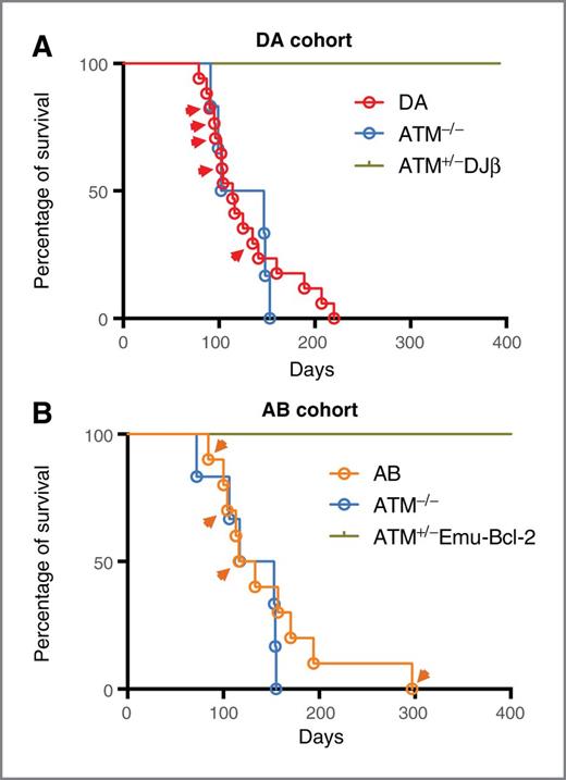 Figure 1. DA and AB mice develop B-cell lymphoma at an early age. Kaplan–Meier curves showing survival of mice within the DA (A) and AB (B) cohorts. Arrowheads, mice that developed B-cell lymphoma.