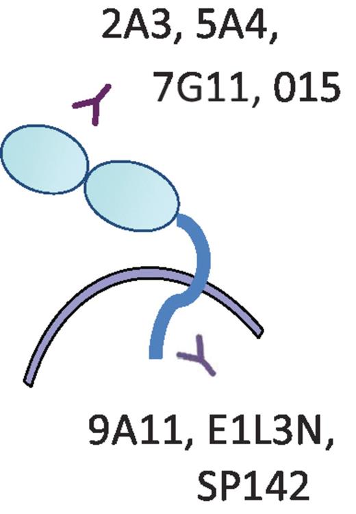 Figure 1. Domain specificity of PD-L1 mAbs. 9A11, E1L3N, and SP142 recognize an epitope in the cytoplasmic domain of PD-L1, whereas most other mAbs used for therapeutics, flow cytometry, and IHC recognize an epitope in the extracellular domain of PD-L1, including 2A3, 5A4, 7G11, and 015.