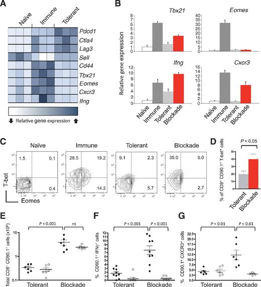 Figure 1. T-bet is induced by combination checkpoint blockade. Naïve Gag-specific CD8+ T cells (CD90.1+) were transferred into B6 mice bearing an immunogenic FBL tumor (immune), Alb:Gag mice (tolerant), or Alb:Gag mice treated with checkpoint blockade antibodies (blockade). A, 2 days after transfer, T cells were FACS purified and RNA was isolated for gene expression analysis by microarray. Each square represents one biologic triplicate for each experimental condition. B, transferred CD8+ T cells from the indicated environments were FACS purified after 3 days in vivo, and relative gene expression assessed by qRT-PCR normalized to actin. Error bars depict SD. C, T-bet and Eomes intracellular protein expression was determined in Gag-reactive T cells 3 days after transfer into the indicated recipients. Quadrants were set based on T-bet and Eomes expression in naïve T cells from B6 mice (left). Inset numbers within contour plots are the percentage of CD90.1+ CD8+ cells in the quadrant fields. D, pooled data from three independent experiments showing the frequency of T-bet+ CD8+ T cells in recipient spleens 3 days after transfer. E, naïve WT () or Tbx21−/− () T cells were transferred into the tolerant or blockade environment and the total number of transferred T cells (CD8+ CD90.1+) in spleens was determined 4 days after infusion. Graph shows pooled data from two separate experiments. F, splenocytes were stimulated overnight and the frequency of CD8+ CD90.1+ T cells producing IFNγ was determined by intracellular flow cytometry; graphs are pooled from three experiments. G, the percentage of CD8+ CD90.1+ T cells expressing CXCR3 is graphed from two pooled experiments. Each circle represents individual recipient mice, horizontal lines depict the mean, and error bars indicate SEM, unless otherwise noted. P values are indicated for the bracketed groups (ns, not statistically significant).