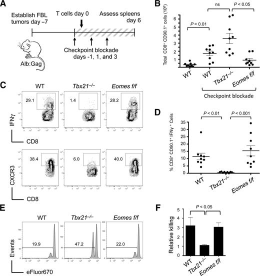 Figure 2. T-bet is required for blockade-mediated T-cell effector function. FBL tumor-bearing Alb:Gag mice were infused with of WT, Tbx21−/−, or Eomesf/f Gag-reactive CD8+ T cells and treated on days −1, 1, and 3 with combination checkpoint blockade. A, diagram of experimental setup. B, 6 days after T-cell infusion, the total number of transferred CD90.1+ CD8+ T cells in recipient spleens was assessed. Data are pooled from three independent experiments. C, IFNγ production by transferred T cells was assessed after overnight restimulation with Gag peptide. Expression of CXCR3 on transferred T cells was determined directly ex vivo. Inset numbers represent the percentage of CD90.1+ CD8+ cells within the designated region. D, the frequency of IFNγ-producing CD90.1+ CD8+ T cells from three individual experiments is shown graphically. Circles represent individual recipients and horizontal lines show the mean of each group with P values indicated for the bracketed groups. E, 5 days after T-cell transfer, recipients were infused with a 1:1 ratio of Gag (eFluorlow) and control (eFluorhigh) peptide-pulsed target cells. Target-cell frequency in spleens was assessed 1 day later, with representative histograms shown. Inset numbers are the percentage of total target cells under the indicated region. F, the ratio of eFluorlow to eFluorhigh target cells is graphically displayed from two pooled experiments (n = 6 for each group). Error bars depict the SEM and P values are indicated for the bracketed groups.