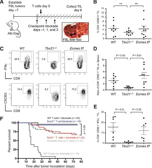 Figure 3. T-bet is required for TIL effector function and immunotherapy but not for tumor infiltration. FBL tumor-bearing Alb:Gag mice were infused with of WT, Tbx21−/−, or Eomesf/f Gag-reactive CD8+ T cells and treated on days −1, 1, and 3 with combination checkpoint blockade. A, diagram of experimental setup for B–E, and example of tumor foci (inset box) on a representative liver at day 6. B, the frequency of transferred CD90.1+ CD8+ T cells among all TILs was assessed 6 days after T-cell infusion, and data pooled from three separate experiments and displayed graphically. C, IFNγ production by transferred T cells after overnight restimulation with Gag peptide and CXCR3 surface expression directly ex vivo were assessed. D, the ratio of CD90.1+ CD8+ T-cell frequency in TILs versus in spleens from the same recipients in Fig. 2B is shown. E, pooled data from three individual experiments showing the frequency of CD90.1+ CD8+ TILs producing IFNγ. Circles within all graphs represent individual recipient mice and horizontal lines show the mean of each group with P values indicated for the bracketed groups; all error bars represent SEM. F, survival of tumor-bearing Alb:Gag recipients was assessed following treatment with WT T cells only (gray line), checkpoint blockade (anti–CTLA-4/PD-1/LAG-3) only (dashed gray line), or checkpoint blockade and adoptive transfer of WT T cells (black line), Cxcr3−/− T cells (blue) or Tbx21−/− T cells (red). The graph displays pooled data from five independent experiments, showing percentage survival (y-axis) over time in days (x-axis). The n values denote the number of total mice per treatment group and the P value is indicated for the bracketed groups.
