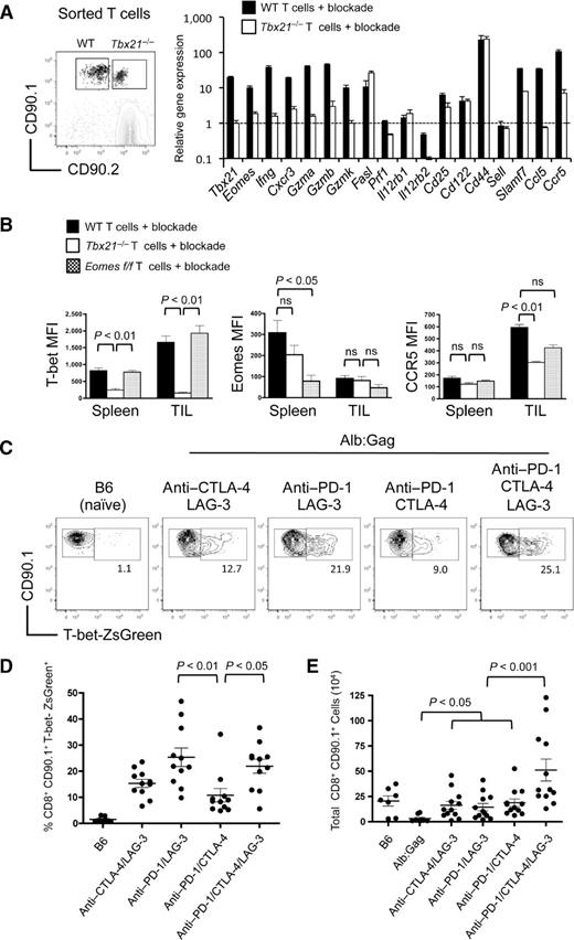 Figure 4. T-bet regulates expression of T-cell effector genes. FBL tumor-bearing Alb:Gag mice received a cotransfer of WT (CD90.1) and Tbx21−/− (CD90.1/CD90.2) Gag-reactive CD8+ T cells and were treated with combination checkpoint blockade on days −1, 1, and 3. A, 6 days after T-cell infusion, transferred T cells were isolated from the spleen and RNA isolated for analysis by qRT-PCR. Expression of the indicated genes from WT (closed bars) and Tbx21−/− (open bars) T cells is shown relative to the level of the same gene expressed in naïve Gag-reactive CD8+ T cells, which was arbitrarily set at a value of 1 and indicated by the dashed horizontal line. Results are representative of two independent experiments, and error bars represent SD among triplicate samples. B, MFI of T-bet, Eomes, and CCR5 from WT (closed bars), Tbx21−/− (open bars), and Eomesf/f (shaded bars) Gag-reactive CD8+ T cells from spleens and TILs 6 days after infusion into FBL tumor-bearing Alb:Gag mice treated with checkpoint blockade. Graphs display data from two pooled experiments and error bars indicate SEM with P values indicated for the bracketed groups. C, B6 or FBL tumor-bearing Alb:Gag mice were infused with T-bet-ZsGreen Gag-reactive CD8+ T cells and treated with checkpoint blockade antibodies on days −1, 1, and 3. Representative FACS plots display T-bet-ZsGreen expression on splenic CD8+ CD90.1+ cells 6 days after transfer. Inset numbers are the frequency of cells within the above region. D, pooled data from four independent experiments shows the frequency of CD8+ CD90.1+ T-bet-ZsGreen+ cells from indicated recipient mice. E, total CD8+ CD90.1+ T-bet-ZsGreen+ cell numbers pooled from four separate experiments are displayed graphically. Each circle represents an individual mouse and P values are indicated for the bracketed groups.