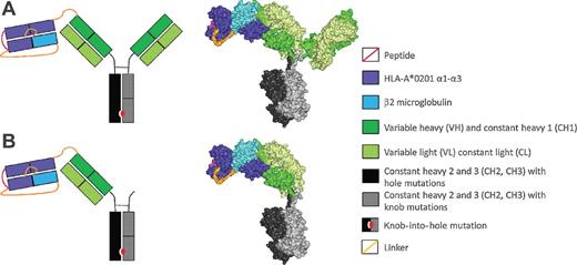 Figure 1. Schematic and space-filling models of pMHCI–IgG constructs. Schematic models of monovalent (A, left) and bivalent (B, left) pMHCI–IgG constructs and the respective three-dimensional space-filling modeling (A and B, right). N-terminal to C-terminal direction: viral peptide (magenta), Linker 1 (orange), β-2-microglobulin (β2M, light blue), Linker 2 (orange), HLA-A*0201 α1-α3 (dark blue), Linker 3 (orange), variable (VH) and constant CH1 domain of human IgG1 antibody heavy chain (dark green), hinge (black line), IgG1 heavy chain CH2 and CH3 domain [black, carrying hole mutation; gray, carrying knob mutation (in A, without variable and CH1 domain)], antibody light chain with variable (VL) and constant (CL) domain (light green). Linker 1: (G4S)3, Linker 2: (G4S)4, Linker 3: (GS). Knob-into-hole mutations comprise T366S, L368A, Y407V (hole), and T366W (knob) amino acid exchanges. Antibody constant domain mutations comprise L234A, L235A, and P329G amino acid exchanges.