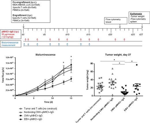 Figure 8. In vivo xenograft model in NOG mice. Human MCSP+ tumor cells (2 × 106; MDA-MB435, stably transduced with luciferase) were coengrafted s.c. with 6 × 106 donor-derived, in vitro expanded T cells. Concomitantly, 3 × 106 expanded T cells and 3 × 106 autologous PBMCs were engrafted i.p. PBS (tumor and T-cell group) or pMHCI–IgG constructs were administered at 50 μg/mouse (∼2 mg/kg) beginning 6 hours after engraftment (day 0), after 24 hours (day 1), and then every 2 to 3 days. Bioluminescence was measured 2 hours after tumor/T-cell engraftment, on day 1 (d1) and subsequently every 2 to 3 days. Tumor weight was determined on day 27. Bioluminescence is shown as mean values of all groups (n = 15) ± SEM.