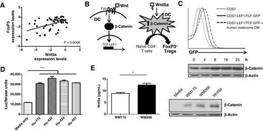 Figure 1. Human melanoma induces paracrine β-catenin signaling activation in DCs in vitro. A, Wnt5a and FoxP3 gene expression analysis in human melanoma. Riker Dataset, Oncomine 4.4. P value, nonparametric Spearman correlation calculation. B, Wnt-β-catenin canonical signaling pathway (left). Hypothesis: Wnt5a-conditioned DCs promote Treg differentiation (right). C, human melanoma CM coincubated with TCF/LEF1-GFP–transfected COS7 reporter cell line and analyzed by flow cytometry (top) and β-catenin Western blot analysis (bottom). D, human melanoma CMs coincubated with a 293T-TCF/LEF1-luciferase reporter cell line. P, one-way ANOVA. E, Wnt5a ELISA of WM115 and WM266 CM (left). WM115 and WM266 CM coincubated with human monocyte-derived DCs and analyzed by β-catenin Western blot analysis (right). *, P < 0.05; ***, P < 0.0005.