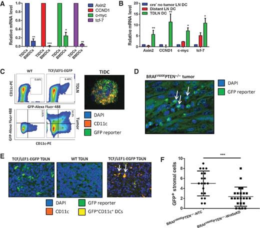 Figure 2. Murine melanomas induce paracrine β-catenin signaling activation in tumor and TDLN DCs in vivo. A, quantitative RT-PCR of β-catenin target gene expression by TIDCs isolated from Tyr::CreER;BrafCA;Ptenlox/lox primary melanomas relative to BMDCs derived from non–tumor-bearing mice. P, two-way ANOVA. B, quantitative RT-PCR of β-catenin target gene expression by DCs isolated from TDLNs from melanoma-bearing Tyr::CreER;BrafCA;Ptenlox/lox mice compared with distant lymph nodes and lymph nodes from non–tumor-bearing cre− mice. P value, one-way ANOVA. C, flow cytometry analysis of GFP+CD11c+ DCs from TCF/Lef1-EGFP reporter mice (left). Confocal microscopy of a GFP+CD11c+ DC isolated from a BRAFV600EPTEN−/− primary melanoma (right). WT,wild type. D, GFP confocal microscopy of BRAFV600EPTEN−/− melanoma tissue resected from a TCF/Lef1-EGFP reporter mouse. Magnification, ×100. E, GFP confocal microscopy of TDLN tissue resected from TCF/Lef1-EGFP reporter mice (left). Center, TDLN tissue resected from WT BRAFV600EPTEN−/− melanoma-bearing mice. Right, TDLN tissue from TCF/Lef1-EGFP reporter mice counterstained for CD11c expression. GFP+CD11c+ DCs (arrows). Magnification, ×60. F, GFP confocal microscopy of BRAFV600EPTEN−/−-NTC and BRAFV600EPTEN−/−-Wnt5aKD tumors in TCF/Lef1-EGFP reporter mice. NTC, nontargeted control. KD, knockdown. *, P < 0.05; **, P < 0.005; ***, P < 0.0005.