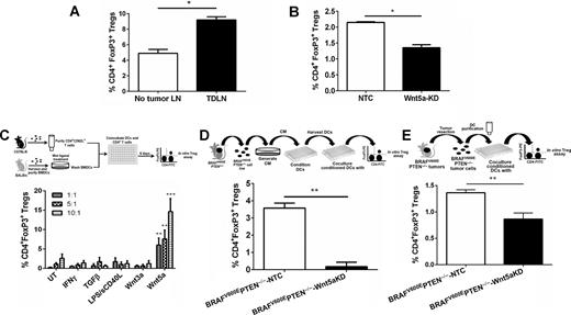 Figure 3. Wnt5a conditions DCs to drive regulatory T-cell differentiation. A, flow cytometry of CD4+FoxP3+ Tregs in TDLNs of melanoma-bearing Tyr::CreER;BrafCA;Ptenlox/lox mice and LNs of non–tumor-bearing control mice. B, flow cytometry of CD4+FoxP3+ Tregs in TDLNs derived from BRAFV600EPTEN−/−-NTC tumor and BRAFV600EPTEN−/−-Wnt5aKD tumor-bearing mice. C, CD4+FoxP3+ Treg differentiation assay using preconditioned DCs. P, two-way ANOVA. D, Treg differentiation assay using DCs preincubated with BRAFV600EPTEN−/−-NTC and BRAFV600EPTEN−/−-Wnt5aKD-derived CM. E, Treg differentiation assay using DCs purified from BRAFV600EPTEN−/−-NTC and BRAFV600EPTEN−/−-Wnt5aKD tumors. *, P < 0.05; **, P < 0.005; ***, P < 0.0005.