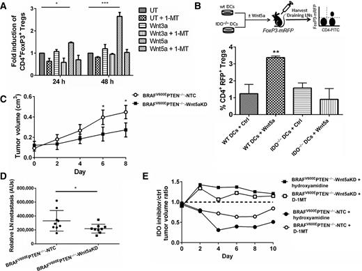 Figure 5. Wnt5a conditions DCs to promote regulatory T-cell differentiation in an IDO-dependent manner. A, Wnt5a or Wnt3a preconditioned DCs were coincubated with naïve splenic CD4+CD62L+ T cells ± 200 μmol/L D,L-1-MT and analyzed by flow cytometry. Data are normalized to untreated (UT) DCs. P, one-way ANOVA. B, WT versus IDO−/− DCs treated with vehicle control (Ctrl) versus Wnt5a were injected into the footpad of syngeneic FoxP3-mRFP mice and draining lymph nodes were harvested for CD4+RFP+ flow cytometry. P, one-way ANOVA. C, BRAFV600EPTEN−/−-NTC and BRAFV600EPTEN−/−-Wnt5aKD cell lines were implanted into the chest wall of syngeneic WT mice and tumor growth was monitored. P, Mann–Whitney U test. D, axillary lymph nodes were resected from BRAFV600EPTEN−/−-NTC and BRAFV600EPTEN−/−-Wnt5aKD tumor-bearing mice and DNA was extracted for semiquantitative PCR analysis of the puromycin resistance gene as a surrogate marker of melanoma metastasis. P, Mann–Whitney U test. E, BRAFV600EPTEN−/−-NTC and BRAFV600E PTEN−/−-Wnt5aKD tumor volume ratios were measured in syngeneic mice undergoing treatment with either twice-daily D-1-MT or hydroxyamidine IDO1 inhibitor versus vehicle. *, P < 0.05; **, P < 0.005; ***, P < 0.0005.