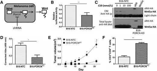 Figure 6. Silencing PORCN expression in the B16 melanoma model enhances antitumor immunity and suppresses tumor progression in vivo. A, schematic of PORCN-mediated Wnt palmitoylation and secretion in melanoma. B, luciferase assay of 293T-TCF/LEF1 cells incubated with CM from B16-PORCNKD/B16-NTC cells. C, CM from HA-Wnt5a transfected B16-NTC cells treated with increasing concentrations of C59 (left) and HA-sRIII or HA-Wnt5a transfected B16-PORCNKD cells (right). Immunoprecipitation (ip; top) and Western blot analysis (bottom) performed using a mouse and rabbit anti-HA antibody, respectively. C59, PORCN inhibitor. HA-sRIII, HA-tagged soluble ectodomain of type III TGFβ receptor, positive control for protein secretion. D, Wnt5a detection in the CM of B16-NTC and B16-PORCNKD cells by ELISA. E, B16-NTC and B16-PORCNKD cells were implanted in syngeneic mice and tumor growth monitored. P, Mann–Whitney U test. F, flow cytometry analysis of tumor-infiltrating CD3+CD8+ T lymphocytes in B16-PORCNKD/B16-NTC tumors. *, P < 0.05; **, P < 0.005.