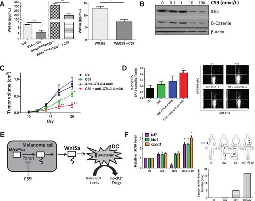 Figure 7. Immunotherapeutic implications of Wnt–β-catenin signaling blockade and evaluation of β-catenin pathway activation in sentinel lymph node–derived DCs. A, Wnt5a ELISA of CM harvested from B16 and BRAFV600EPTEN−/− cell lines ± 10 nmol/L C59 (left). Wnt5a ELISA of CM harvested from WM266 cell line ± C59 (right). B, CM harvested from B16 cells ± C59 coincubated with BMDCs and analyzed by IDO and β-catenin Western blot analysis. C, B16 melanoma-bearing mice were treated with C59 alone at 5 mg/kg/d (oral gavage), 100 μg anti–CTLA-4 mAb alone (intraperitoneal injection) every 3 days, or the combination. UT, vehicle control and isotype control antibody. P, Mann–Whitney U test. D, dextramer flow cytometry analysis of TRP2-specific CD8+ T cells in B16/F10 tumors treated with anti–CTLA-4 mAb and C59. P, one-way ANOVA. E, melanoma-derived Wnt5a induces the β-catenin signaling pathway in nearby DCs, upregulating IDO and promoting Treg differentiation in the TME. PORCN represents a novel immunotherapeutic target. F, human sentinel lymph node–derived DC expression of β-catenin target genes is associated with melanoma disease burden. Primary melanoma Breslow thickness and lymph node involvement of melanoma patients (top). Lymph node disease burden based on diameters of melanoma tissue deposits in lymph node tissues (bottom). IB, IIIA, and IIIC, pathologic staging; IIIC→IV, progression to stage IV disease. P, two-way ANOVA. *, P < 0.05; **, P < 0.005.