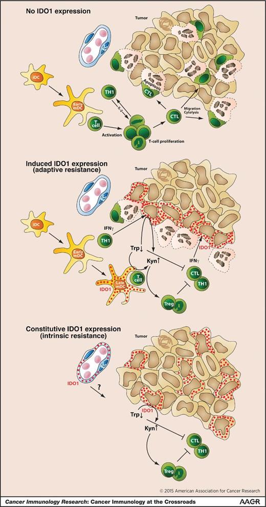 Figure 1. A scenario for the role of IDO1 in tumoral immune resistance. In the top portion of the figure, IDO1 is not expressed in the tumor microenvironment. Appropriate T-cell stimulation by mature DCs (mDC) results in cytolytic T cells (CTL) acquiring the full range of effector mechanisms, including local proliferation, migration into the tumor, cytokine secretion, and lysis of tumor cells. In the middle portion, the same scenario initially occurs, but, in a second step, the IFNγ produced by activated T cells induces IDO1 expression in nearby cells, including tumor cells. IDO1 is also acquired by DCs upon further maturation. By depleting tryptophan (Trp) and producing kynurenine (Kyn), IDO1 represses further T-cell activation, either directly or through the induction of Treg. In the bottom portion, IDO1 is constitutively expressed by tumor cells, with similar T-cell suppression as shown above. IDO1 can also be expressed by endothelial cells, with unknown consequences on antitumor immune responses. iDC, immature dendritic cells.