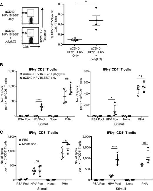 Figure 2. αCD40–HPV16.E6/7 plus poly(I:C) can prime HPV16.E6/7-specific CD4+ and CD8+ T cells in hCD40Tg mice. A and B, hCD40Tg animals were immunized s.c. with αCD40–HPV16.E6/7 and poly(I:C) or with αCD40–HPV16.E6/7 alone (n = 4 per group). Animals were boosted twice with the same vaccines. A, CD8+ T cells in the blood were stained with H-2Db-HPV16.E7RAHYNIVTF tetramer. Representative flow cytometry data (Left). Summarized data (right). Dots represent data generated with individual mice. B, IFNγ ELISpot assays for CD8+ and CD4+ T cells from spleens of animals in A. C, hCD40Tg animals were immunized s.c. with αCD40–HPV16.E6/7 plus poly(I:C) in 100 μL PBS or in an 100-μL emulsion of PBS and montanide (n = 4 per group). Animals were boosted twice with the same vaccines. IFNγ ELISpot assays for CD8+ (left) and CD4+ (right) T cells from splenocytes. Data are presented as mean ± SD and dot represents individual animals. Statistical significance was determined using a paired t test (A) or an ANOVA (B and C). All the data in Fig. 2 are representative of at least two independent experiments using at least 4 animals per group. *, P < 0.05; **, P < 0.01; ***, P < 0.005; ns, not statistically significant.