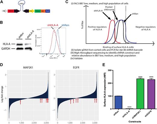 Figure 1. Screen for kinase regulators of surface HLA. A, a TRMPV-inducible shRNA retroviral vector was used for transducing JMN (HLA-A*02:01–positive human mesothelioma line). TRE is the Tet-responsive element, which drives expression of the fluorophore dsRed and the shRNA hairpin. The constitutive PGK promoter drives the Venus fluorophore along with Neomycin resistance cassette. B, Western blot and flow cytometry data showing knockdown of HLA-A using a TRMPV retroviral system with a positive control shRNA to HLA-A02. The shRen is a negative control shRNA designed against the Renilla gene. C, schema depicting the workflow pipeline for the screen of regulators of surface HLA-A. D, waterfall plot showing distribution of shRNA constructs against MAP2K1 and EGFR as log fold difference between the BB7-high sorted population and BB7-low sorted population. E, shRNA knockdown of MAP2K1 and EGFR in JMN cells validates them as a negative regulator of surface HLA-A. BB7.2 is an mAb specific for HLA-A02. shRNA against Renilla was used as a negative control, whereas an shRNA against HLA-A was used as a positive control. The screen was done in triplicate. Inhibition experiments were performed at least twice with similar results, and data shown are representative. The Student t test was done to compare each shRNA gene knockdown MFI to the shRen control (*, ≤0.05; **, ≤0.01; ***, ≤0.001; ****, ≤0.0001).