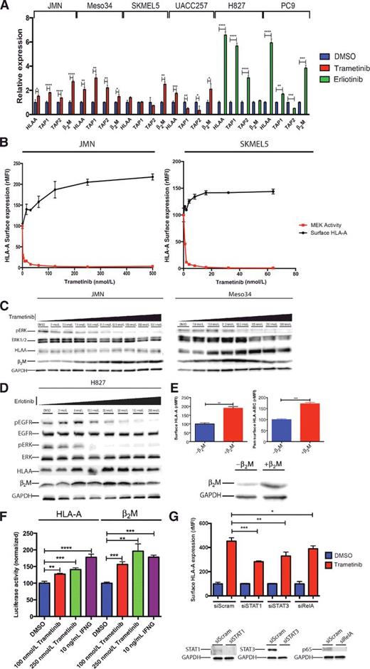 Figure 4. MAPK signaling suppresses antigen presentation machinery and MAPK inhibition broadly upregulates antigen presentation machinery. A, MEK and EGFR inhibition for 48 hours led to increased HLA-A, along with TAP1, TAP2, and β2M in JMN, Meso34, SK-MEL-5 and UACC257, H827, and PC9. B, dose-dependent increase in surface HLA-A with increasing MEKi in JMN and SKMEL5. Cells were analyzed by flow cytometry at 72 hours. C, MEK inhibition leads to increasing amounts of HLA-A and β2M protein. Cells were treated with indicating amounts of trametinib (MEKi) for 72 hours and specific antibodies to the indicated proteins were blotted. D, EGFR inhibition led to increasing HLA-A and β2M protein. Experimental set-up similar to C. E, overexpression of β2M led to increased surface HLA-A and HLA-ABC. F, treatment of JMN with trametinib for 72 hours led to increased activity on the HLA-A and β2M promoters. The HLA-A and β2M promoter was cloned upstream of the Gaussian Luciferase gene. SEAP under the CMV promoter was used as a normalization factor. G, knockdown of STAT1, on JMN cells treated with MEKi demonstrates role in mediating surface HLA-A upregulation. JMN cells were transfected with siRNA against the genes shown and treated with either DMSO or 1 μmol/L trametinib 24 hours after siRNA transfection, then assayed by flow cytometry for surface HLA-A expression 72 hours after treatment. Experiments were performed 2 to 4 times with similar results, and data shown are representative.