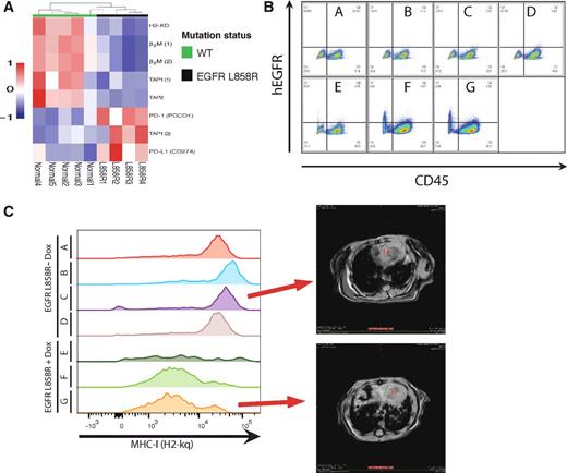 Figure 5. Activation of the MAPK pathway via activating EGFR mutations causes in vivo suppression of MHC-I in addition to upregulation of checkpoint blockade. A, unsupervised hierarchical clustering microarray expression profiling analysis of lung tumors from CC10/L858R mice with EGFR L858R tumor–bearing lungs (right, black) or normal lungs (left, green) focusing on H2-KD, β2M, TAP1, TAP2, PD-L1(PDCD1), and PD-1 (CD274) gene expression. B, flow cytometry data of FVB CC10-rtTA/TetO EGFR L858R-expressing mice. Mice were induced with doxycycline for >6 weeks before sacrificed (mice E–G). Control mice were kept on normal diet, but genotypically identical (A–D). Lungs were isolated and stained with markers for CD45 (pan-leukocyte), hEGFR, and H2-Kq (MHC-I). C, the CD45− lung population was stained with mouse H2-kq–specific mAb. CD45−hEGR− population shows higher MHC-I expression than the CD45−hEGFR+ population. Representative MRI images of mouse lungs are shown for two samples.