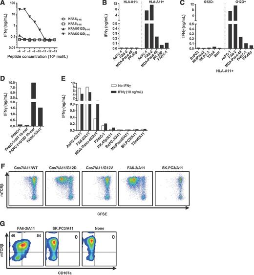 Figure 4. Characteristics of HLA-A*11:01–restricted KRAS G12D-reactive murine TCR, TRAV4-4*01/BV12-2*01. A, affinity of the KRAS G12D-reactive TCR. Anti-CD3–stimulated human allogeneic PBL were transduced with retrovirus encoding TRAV4-4*01/BV12-2*01. Three days after transduction, TCR-transduced cells were cocultured with COS7/A11 pulsed with 1:10 serial diluted peptides. B, TRAV4-4*01/BV12-2*01 was HLA-A*11:01–restricted. TCR-transduced T cells were cocultured with KRAS G12D-positive pancreatic tumor lines with or without HLA-A*11:01 expression. C, TRAV4-4*01/BV12-2*01 was KRAS G12D specific. TCR-transduced T cells were cocultured with a panel of HLA-A*11:01–expressing pancreatic tumor lines with or without KRAS G12D mutation. D, reactivity of KRAS G12D-specific TCR against PANC-1. TCR-transduced T cells were cocultured with PANC-1, PANC-1 pulsed with 10-mer peptides, or PANC-1 transduced to overexpress HLA-A*11:01. E, reactivity of KRAS G12D-specific TCR against IFNγ–treated pancreatic tumor lines. Pancreatic tumor lines were pretreated with IFNγ (10 ng/mL) for 48 hours, and then cocultured with TCR-transduced T cells. From A to E, supernatant of cocultures were harvested and IFNγ production was assessed. F, T cells transduced with TRAV4-4*01/BV12-2*01 proliferated upon antigen-specific stimulation. T cells transduced with TRAV4-4*01/BV12-2*01 were labeled with CFSE, cocultured with various targets. Three days after coculture, T cells were labeled with antibodies to human CD3 and to murine TCR-β, and then analyzed on a FACS Canto II. Data were gated on the live CD3+ population. G, antigen-specific degranulation of TRAV4-4*01/BV12-2*01–transduced T cells. T cells transduced with TRAV4-4*01/BV12-2*01 were cocultured with various targets in the presence of anti-CD107a-FITC for 4 hours, labeled with antibodies to human CD3 and to murine TCR-β, and then analyzed on FACS Canto II. Data were gated on live CD3+CD8+ populations.