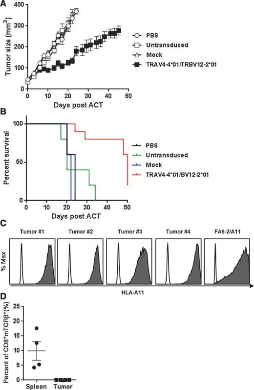 Figure 5. Adoptive cell transfer of TRAV4-4*01/BV12-2*01-transduced cells to NSG mice. A, treatment efficacy of TRAV4-4*01/BV12-2*01. The pancreatic tumor line FA6-2/A11 was injected into NSG mice subcutaneously, and 10 days after inoculation, 1 × 107 T cells transduced with TRAV4-4*01/BV12-2*01 were injected intravenously, following by daily intraperitoneal IL2 injection for 3 days. Mice given no treatment, untransduced T cells, or mock-transduced T cells, served as controls. Serial tumor measurements were obtained, and tumor area calculated. Control groups had 5 mice and the treatment group had 10 mice. Center bar, mean; error bars, SEM. B, Kaplan–Meier analysis of survival in tumor-bearing mice receiving adoptive transferred T cells transduced with TRAV4-4*01/BV12-2*01 versus controls; (TCR-transduced T cells versus mock-transduced T cells; P < 0.0001). ACT, adoptive cell transfer. C, HLA-A11 expression of tumors from treated mice. Tumors from mice that were treated with TRAV4-4*01/BV12-2*01–transduced cells were labeled with antibody to HLA-A11 and analyzed on FACS CantoII; open: isotype control, shaded: HLA-A11. FA6-2/A11 was used as the positive control. D, presence of transferred cells in treated mice. Spleens and tumors from 4 mice treated as described above were labeled with antibodies to human CD3, human CD8, and to mouse TCR-β and analyzed on FACS CantoII. Data were gated on live CD3+ T cells.