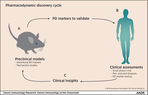 Figure 1. Pharmacodynamic discovery cycle. Preclinical models (A) could be used to identify PD markers that would be subsequently examined in clinical assessments (B) using small phase I clinical trials where pre- and post-biopsies are taken and used to validate in humans. These clinical insights (C) would be brought back into preclinical models to perform mechanistic studies. In such a scenario it is likely that these mechanistic insights would provide discovery and validation that would move iteratively back into the clinical setting.