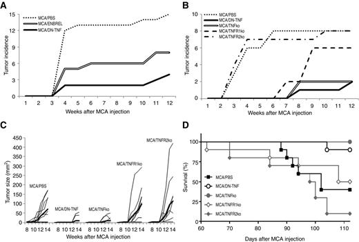 Figure 1. Sequestration of sTNF or deletion of TNF or TNFR1 genes protects mice from MCA-induced carcinogenesis. A, wild-type B6 mice were injected s.c. with MCA as described in Materials and Methods. The MCA-injected mice were randomized into three groups of 15 mice each. The control-group mice were injected i.p. with PBS (0.5 mL). The two other groups of mice were injected i.p. with either ENBREL or XPro1595 (DN-TNF; 200 μg/0.5 mL PBS/mouse), respectively. The injections of PBS, ENBREL, and DN-TNF were performed twice a week, for 12 weeks, starting on the day of MCA injection. B–D, 20 wild-type, 10 TNF-deficient (TNFko), 10 TNFR1-deficient (TNFR1ko), and 10 TNFR2-deficient (TNFR2ko) B6 mice were injected with MCA, as described above. Ten of the MCA-injected wild-type mice were also injected i.p. with PBS, whereas the other 10 mice were injected with XPro1595 biologic. The MCA-injected gene-deficient mice were left untreated. MCA injections and treatments were performed as described in A. A and B present the cumulative tumor incidence. C presents the individual tumor sizes and their mean (thick lines). D, cumulative survival. The analyses were performed as described in Materials and Methods. In A, the differences of MCA/PBS versus MCA/ENBREL or MCA/DN-TNF, and MCA/ENBREL versus MCA/DN-TNF are significant (P = 0.009, P < 0.00005, and P = 0.027, respectively). In B, the differences of MCA/PBS versus MCA/DN-TNF, MCA/TNFko and MCA/TNFR1ko; and MCA/TNFR2ko versus MCA/DN-TNF, MCA/TNFko and MCA/TNFR1ko are significant (P = 0.0007, P = 0.0016, and P = 0.031; P = 0.0013, P = 0.0026, and P = 0.029, respectively). In C, the differences of MCA/PBS versus MCA/DN-TNF and MCA/TNFko; MCA/TNFR1ko versus MCA/DN-TNF and MCA/TNFko; and MCA/TNFR2ko versus MCA/DN-TNF and MCA/TNFko are statistically significant (P = 0.017, P = 0.027; P = 0.023, P = 0.031; P = 0.029 and P = 0.036, respectively). In D, the differences of MCA/DN-TNF versus MCA/TNFR1ko, MCA/PBS and MCA/TNFR2ko; MCA/TNFko versus MCA/TNFR1ko, MCA/PBS and MCA/TNFR2ko; and MCA/TNFR2ko versus MCA/PBS and MCA/TNFR1ko are statistically significant (P < 0.0001, P < 0.0003, P < 0.0001; P < 0.0001, P < 0.0001, P < 0.0001; P = 0.037 and P = 0.029, respectively).