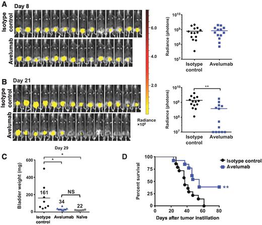 Figure 2. Avelumab effects on the growth of orthotopic MB49luc tumors in B6 mice. A, bioluminescence images and total flux radiance measurements of MB49luc bladder tumors on day 8 after tumor instillation. Mice received 400 μg of either the isotype control Ig or avelumab on days 9, 12, and 15. B, day 21 bioluminescence images and radiance measurements of those mice. C, individual bladder weights of mice treated with the isotype control Ig (circles) or avelumab (triangles) that were euthanized on day 29. Bladder weights of naïve mice (squares, no tumor instillation) are also included. Solid line represents mean bladder weight for each group: (*, P < 0.05, one-way ANOVA, Tukey test) isotype-control– versus avelumab-treated mice and naïve mice. NS, not statistically significant. D, percent survival curve showing the isotype-control Ig (solid circles) or avelumab-treated mice (solid squares); **, P < 0.01 (log-rank test). Data are from a representative experiment that was repeated with similar results.