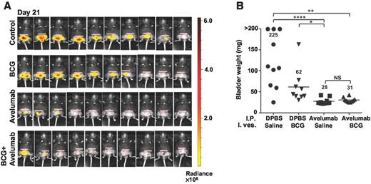 Figure 3. Comparison of the antitumor effects of avelumab, BCG alone, or avelumab plus BCG. A, bioluminescence images and total flux radiance measurements of MB49luc bladder tumors on day 21 after tumor instillation. C57BL/6 mice (n = 10) bearing orthotopic MB49luc tumors were treated with DPBS/saline, DPBS/BCG (1.0 mg), avelumab (3 × 400 μg)/saline, or avelumab/BCG. BCG was administered intravesically on days 8, 15, and 22, whereas avelumab was injected i.p. on days 8, 11, and 14 after tumor instillation. B, all mice were euthanized on day 29, and individual bladders were weighed to assess tumor burden. Solid black lines indicate the mean bladder weights in each group. *, P < 0.05, avelumab/saline versus DPBS/BCG; **, P < 0.01, DPBS/saline versus avelumab/BCG; ****, P < 0.0001, DPBS/saline versus avelumab/saline (Kruskal–Wallis test; Dunn test). Data are from a representative experiment that was done three times with similar results. NS, not statistically significant.