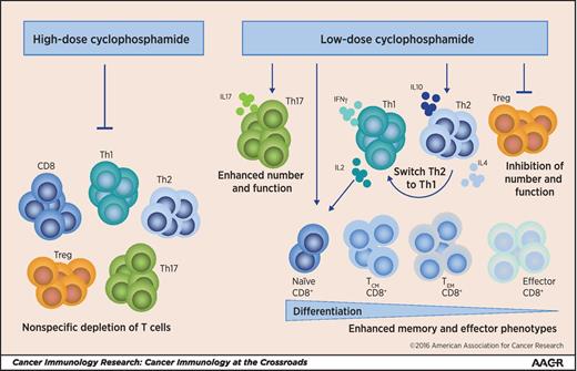 Figure 1. The immune-modulatory effect of cyclophosphamide on T cells. When given in high doses, cyclophosphamide leads to nonspecific depletion of T cells. However, at low doses, cyclophosphamide exerts a range of effects on different T-cell subsets: These include selective depletion of Tregs and inhibition of their suppressive function; switching the secretion of cytokines from Th2 to Th1; and enhancement of Th17, memory, and effector CD8 T-cell phenotypes.