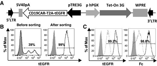 Figure 1. Construction of the Tet-CD19CAR vector and surface CAR expression of Tet-CD19CAR–transduced SUP-T1 cells. A, schematic representation of the Tet-CD19CAR construct. CD19CAR consisted of anti-CD19 scFv linked to CD3ζ, a CD28 costimulatory domain, and a truncated EGFR (tEGFR), which was used as a transduction or selection marker, via the T2A sequence. The Tet-On 3G transactivator is oriented in the forward direction downstream of the human phosphoglycerate kinase 1 promoter (p-hPGK), and CD19CAR is transcribed in the reverse orientation under the pTRE3G promoter, which contains the Tet-response element. LTR, long terminal repeat; WPRE, Woodchuck Hepatitis Virus Posttranscriptional Regulatory Element. B, SUP-T1 cells were transduced with the Tet-CD19CAR–encoding retroviral supernatant. tEGFR+ cells were then purified using flow cytometry with a cell sorter. C, after sorting, the tEGFR was stained with biotinylated erbitux, used as a transduction marker (left), and surface CD19CAR was stained with an anti-Fc Ab in the presence (solid line) or absence (dashed line) of Dox. Gray histograms show staining of unmodified SUP-T1 cells (B and C).