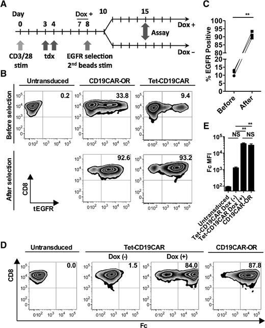 Figure 3. Experimental scheme and surface expression of CD19CAR after transduction of Tet-CD19CAR into CD8+ T cells. A, schematic outline of the generation and assay of untransduced, CD19CAR-OR, and Tet-CD19CAR transduced CD8+ T cells. After immunomagnetic bead selection of CD8+ T cells, the cells were stimulated with CD3/28 beads and were transduced twice, once on day 3 and once on day 4. On day 7, 24 hours before selection of CAR-positive cells, Dox (100 ng/mL) was added. On day 8, EGFR selection and a second bead stimulation were performed and the transduced cells were split into Dox(+) and Dox(−) cultures. Untransduced T cells were cultured in parallel with transduced T cells, and all procedures used for the untransduced T cells were exactly the same as those used for the transduced T cells except for virus addition. Downstream assays were performed on day 15. stim, stimulation; Tdx, transduction. B, purity of Tet-CD19CAR and CD19CAR-OR T cells before and after tEGFR selection as measured using flow cytometry. CD19CAR+ cells were enriched by tEGFR selection. C, surface expression of tEGFR before and after tEGFR selection of Tet-CD19CAR cells. Each line represents a result from one donor. Data were pooled from three independent experiments from three donors. (**, P < 0.01, paired t test). D, surface expression of CD19CAR prior to functional analysis on day 15 as measured using flow cytometry. E, CD19CAR surface expression on Tet-CD19CAR T cells in the presence or absence of Dox. Data pooled from three independent experiments from three donors are shown (mean and SEM; **, P < 0.01, one-way ANOVA). Representative flow plots of three independent experiments from three donors (B and D). NS, not statistically significant.