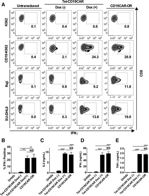 Figure 5. Tet-CD19CAR T cells produce and secrete various cytokines upon stimulation with CD19-positive cell lines only in the presence of Dox. A, IFNγ production after CD19 stimulation. CD19CAR-OR T cells or Tet-CD19CAR T cells cultured with or without Dox were stimulated with various CD19+ tumor cells at a 1:1 ratio for 4 hours, and were then permeabilized and stained for intracellular IFNγ. Representative flow plots of three independent experiments from three donors are shown. B, the percentages of T cells that stained positive for IFNγ are shown. CD19CAR-OR T cells or Tet-CD19CAR T cells cultured with or without Dox were stimulated with CD19-K562 cells and stained for intracellular IFNγ as in A. Data were pooled from three independent experiments with Tet-CD19CAR T cells from three donors (mean and SEM; **, P < 0.01, one-way ANOVA analysis). C–E, the secretion of (C) IL2, (D) IFNγ, and (E) TNFα into the culture supernatant upon stimulation of the indicated CD19CAR T cells with CD19-K562 cells was analyzed using ELISA. CD19CAR T cells were stimulated with γ-irradiated CD19-K562 at a ratio of 1:1, and culture supernatants were harvested after 16 hours (mean and SEM; ****, P < 0.0001; **, P < 0.01, one-way ANOVA analysis). NS, not statistically significant; Untdx, untransduced.