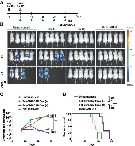 Figure 7. Dox administration was required for Tet-CD19CAR T cells to show a suppressive function against a CD19+ tumor in vivo. A, schematic representation of the in vivo experimental procedure. NOG mice were inoculated with 5 × 105 Raji-ffluc cells via tail-vein injection on day 0. On day 7, mice were treated with either untransduced CD8+ T cells, Tet-CD19CAR T cells with/without Dox, or CD19CAR-OR T cells. The tumor burden of the mice was then assessed weekly using bioluminescence imaging (BLI). B, BLI of mice bearing Raji-ffluc tumors. Mice treated with Tet-CD19CAR T cells in the presence of Dox showed statistically significant tumor regression. On the other hand, Tet-CD19CAR T cells without Dox could not suppress tumor growth. Data are representative of three independent experiments using three independent Tet-CD19CAR T-cell lines. C, tumor flux in individual mice on days 7, 14, 21, and 28 of inoculation of the Raji-ffluc cells. Tumor flux was calculated as the sum of the tumor signal intensity of the entire body following a 30-second exposure time. Mice treated with Tet-CD19CAR T cells in the presence of Dox showed statistically significant tumor regression compared with mice treated with Tet-CD19CAR T cells without Dox (**, P < 0.01, one-way ANOVA). The statistically significant difference was observed on days 21 and 28. Data are plotted as means ± SEM. D, Kaplan–Meier curves of the survival of mice treated with Dox(+) Tet-CD19CAR T cells or Dox(−) Tet-CD19CAR T cells. Mice treated with Dox(+) Tet-CD19CAR T cells showed significantly prolonged survival compared with mice treated with Dox(−) Tet-CD19CAR T cells (****, P < 0.0001, log-rank test). Data were pooled from three independent experiments with Tet-CD19CAR T cells from three donors, including 9 to 12 mice per group in C and D.