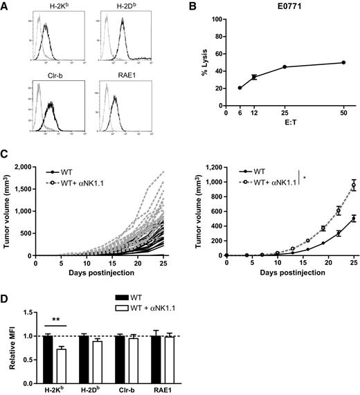 Figure 1. Control of E0771 tumor cells is NK cell–dependent. A, Surface expression of H-2Kb, H-2Db, Clr-b, and Rae1 on E0771 cells. B, Cytotoxicity assay showing killing of E0771 cells by B6-derived ALAKs. Data representative of four independent experiments. C, Formation of mammary tumors following injection of 5 × 104 E0771 cells into the mammary fat pad of groups of B6 (n = 22) and NK cell–depleted (αNK1.1) B6 mice (n = 23). Left, each line represents a single mouse. Right, mean ± SEM of tumor volume. Data pooled from six independent experiments. D, Ex vivo tumor analysis for surface expression of H-2Kb, H-2Db, Clr-b, and Rae1 from B6 (n = 18) and NK cell–depleted B6 (n = 19) mice. Data pooled from five independent experiments.