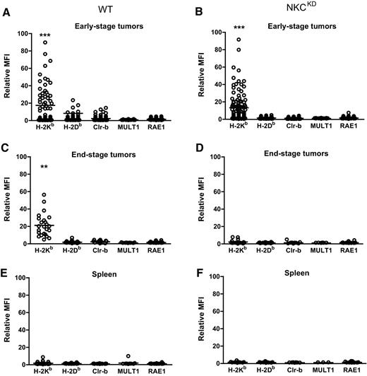 Figure 4. Alterations in MHC-I expression on mammary tumors over time due to altered NK-cell receptor expression. A and B, Ex vivo analysis of early-stage mammary tumors from PyVTTg mice on WT (n = 92) and NKCKD (n = 101) backgrounds. C and D, endpoint tumors from PyVTTg mice on WT (n = 24) and NKCKD (n = 26) backgrounds. E and F, spleens from the same tumor-bearing WT (n = 24) and NKCKD (n = 26) mice. n represents number of tumors analyzed. Surface expression was analyzed by antibody labelling and flow cytometry. For tumors, MFI was standardized to expression on mammary epithelial cells from fat pads of WT, non–MMTV-PyVT transgenic mice. For spleens, MFI was standardized to expression on total splenocytes from WT, non–MMTV-PyVT transgenic mice. Each dot represents a single tumor. Horizontal line represents mean.