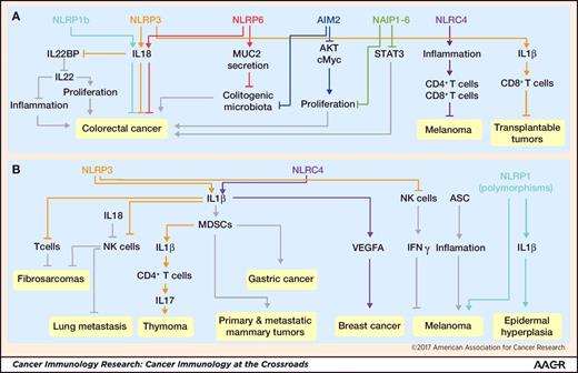 Figure 1. Diverse roles of inflammasome sensors in tumorigenesis. A, NLRP1b, NLRP3, and NLRP6 mediate the production of IL18, contributing to the protection against colitis-associated colorectal cancer. The IL18 axis can also induce tumoricidal activity of NK cells against metastasized colonic tumor cells, downregulate IL22 binding protein (IL22BP), and inhibit the colonization of colitogenic microbiota, possibly through its role in MUC2 secretion by goblet cells. The NLRP3 inflammasome and the IL1β–IL1 receptor (IL1R) signaling axis drives a T-cell response toward transplantable tumor cells. Mouse NAIP1–6 proteins control phosphorylation of STAT3 and the expression of genes encoding antiapoptotic and proliferation-related molecules. NLRC4 controls the suppression of melanoma growth by amplifying inflammation in macrophages and potentiates production of IFNγ in T cells. AIM2 inhibits phosphorylation of AKT and cMyc activities and stem cell proliferation, while preventing colonization of colitogenic microbiota. B, The NLRP3–IL1β–IL1R signaling axis suppresses the tumoricidal activity of NK cells and T cells and promotes methylcholanthrene (MCA)-induced fibrosarcomas. It also induces secretion of IL17 by CD4+ T cells and dampens the antitumor efficacy of chemotherapeutic agents in thymoma. Overexpression of IL1β mobilizes myeloid-derived suppressor cells (MDSC) to the stomach and induces gastric cancer. IL1 signaling drives accumulation of MDSCs and promotes primary and metastatic mammary tumors. Inflammasome-independent activity of NLRP3 suppresses NK cells and increases lung metastasis in certain models of melanoma. The NLRC4 inflammasome mediates expression of adipocyte-mediated vascular endothelial growth factor A (VEGFA) and accelerates the progression of breast cancer. In some cases, ASC increases the viability and growth of melanoma cells and promotes inflammation in infiltrating myeloid cells and the development of skin cancer. Mutations in the gene encoding NLRP1 are linked to melanoma and epidermal hyperplasia in humans.