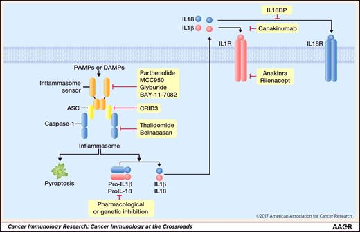 Figure 2. Therapeutic targets of the inflammasome pathway. Recognition of pathogen-associated molecular patterns (PAMP) or danger-associated molecular patterns (DAMP) by inflammasome-initiating sensors leads to the activation of the inflammasome and initiation of pyroptosis and release of the bioactive form of IL1β and IL18. IL1β and IL18 engage in autocrine and paracrine signaling pathways via the IL1 receptor (IL1R) and IL18 receptor (IL18R), respectively. The inflammasome signaling pathway can be inhibited by pharmacologic inhibition of activation of the inflammasome (parthenolide, MCC950, glyburide, and BAY-11-7082), ASC oligomerization (CRID3), caspase-1 (thalidomide and belnacasan or VX-765), and IL1R (anakinra or kineret, and rilonacept or arcalyst), or neutralizing IL1β (canakinumab or ilaris) or IL18 (IL18 binding proteins or IL18BP).