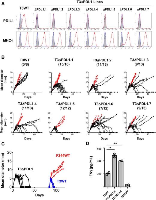 Figure 2. Ablation of PD-L1 in edited T3 sarcoma cells leads to augmented growth inhibition in WT mice. A, In vitro PD-L1 and MHC class I (H2-Kb) expressions on cells treated with IFNγ were analyzed by flow cytometry. Black, isotype control; blue, untreated; red, IFNγ treated. Data are shown from at least three independent experiments. B, In vivo tumor growth of T3WT and T3ΔPDL1 lines in syngeneic WT (black) or Rag2−/− mice (red). T3WT are parental T3 sarcoma cells. T3ΔPDL1.1-T3ΔPDL1.7 are T3 lines treated with CRISPR-Cas9 + sgRNA that lack PD-L1 expression (T3ΔPDL1). Each panel represents data from two to three independent experiments. Numbers in parentheses show tumor-free WT mice/total WT mice on day 50 after transplantation. C, Mice rejecting T3ΔPDL1 cells mount a memory response to parental T3 cells. Seven naïve syngeneic WT mice were challenged with T3ΔPDL1.1 cells on day 0. After in vivo rejection, mice were rested for 45 days and then challenged with T3 (n = 4) or F244 (n = 3) sarcoma cells. Data are shown from at least two independent experiments. D, In vitro IFNγ secretion from mutant Lama4-specific T cells (CTL74.17) against T3WT, T3ΔPDL1.2, and T3ΔPDL1.6 cells. Data are shown by mean ± SEM of technical duplicates from two independent experiments. Samples were compared using an unpaired, two-tailed Student t test. *, P < 0.05; **, P < 0.01.