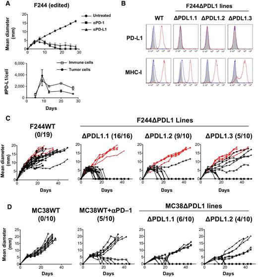 Figure 4. Ablation of PD-L1 in the edited F244 MCA sarcoma and MC38 colorectal carcinoma leads to augmented growth inhibition in WT mice. A, Top, In vivo tumor growth of edited F244 MCA sarcoma cells in WT mice. Tumor-bearing mice were left untreated or treated with anti–PD-1 (RMP1-14) or anti–PD-L1 mAb (10F.9G2). Data are shown by mean ± SEM from at least two independent experiments (n = 5). Bottom, Numbers of PD-L1 molecules on tumor (CD45−) and immune cells (CD45+) in vivo. Data are shown by mean ± SEM from two independent experiments (n = 4). B, In vitro PD-L1 and MHC class I (H2-Kb) expression on F244 tumor lines lacking PD-L1 expression (F244ΔPDL1.1-F244ΔPDL1.3) treated with IFNγ were analyzed by flow cytometry. Black, isotype control; blue, untreated; red, IFNγ treated. Data are shown from at least two independent experiments. C, In vivo tumor growth of F244WT and F244ΔPDL1 lines in syngeneic 129S6 WT (black) or Rag2−/− mice (red). Each panel represents data from two to three independent experiments. Numbers in parentheses show tumor-free WT mice/total WT mice on day 50 after transplantation. D, In vivo tumor growth of MC38WT and MC38ΔPDL1 lines in C57BL/6J WT mice. Tumor cells (0.5 × 106) were injected subcutaneously on day 0 in the mice. Mice injected with MC38WT cells were treated on day 7 after implantation with control or anti–PD-1 mAb (4H2). Numbers in parentheses show tumor-free WT mice/total WT mice on day 45 after transplantation. MC38WT, but not MC38ΔPDL1, cells upregulated PD-L1 expression in vitro after IFNγ stimulation as evidenced by flow cytometry. Data shown in this figure are representative of at least two independent experiments (n = 10).