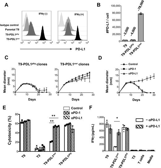 Figure 5. Physiologic levels of PD-L1 are not sufficient to prevent immune elimination of highly immunogenic unedited T9 sarcoma cells. A, In vitro PD-L1 expression with or without IFNγ on T9 sarcoma cells constitutively expressing ectopic PD-L1 either at physiologic levels comparable with that induced by IFNγ on parental T9 cells (T9-PDL1phy) or those at high level overexpression (T9-PDL1ovr). Data are shown from at least three independent experiments. B, Numbers of PD-L1 molecules expressed on cells after IFNγ treatment in vitro. Data are shown by mean ± SEM of technical triplicates from at least three independent experiments. C, In vivo growth of three clones of T9-PDL1phy or T9-PDL1ovr cells in WT mice. Data are shown by mean ± SEM from at least two independent experiments (n = 5). D, Anti–PD-1 (4H2) or anti–PD-L1 (14D8) leads to tumor rejection in T9-PDL1ovr–bearing mice. Data are shown by mean ± SEM from two independent experiments (n = 5). E, In vitro cytotoxicity assay of mutant Spectrin-β2–specific CTL (C3) against tumor cells with anti–PD-1(4H2)/anti–PD-L1(14D8) blockade. Data are shown by mean ± SEM of technical triplicates (T9, T3) and duplicates (T9-PDL1ovr, T9-PDL1phy) from at least two independent experiments. F, In vitro IFNγ secretion from mutant Spectrin-β2–specific CTL (C3) against tumor cells with or without anti–PD-L1 (14D8). Data are shown by mean ± SEM of technical triplicates from at least two independent experiments. Samples in E and F were compared using an unpaired, two-tailed Student t test. *, P < 0.05; **, P < 0.01.